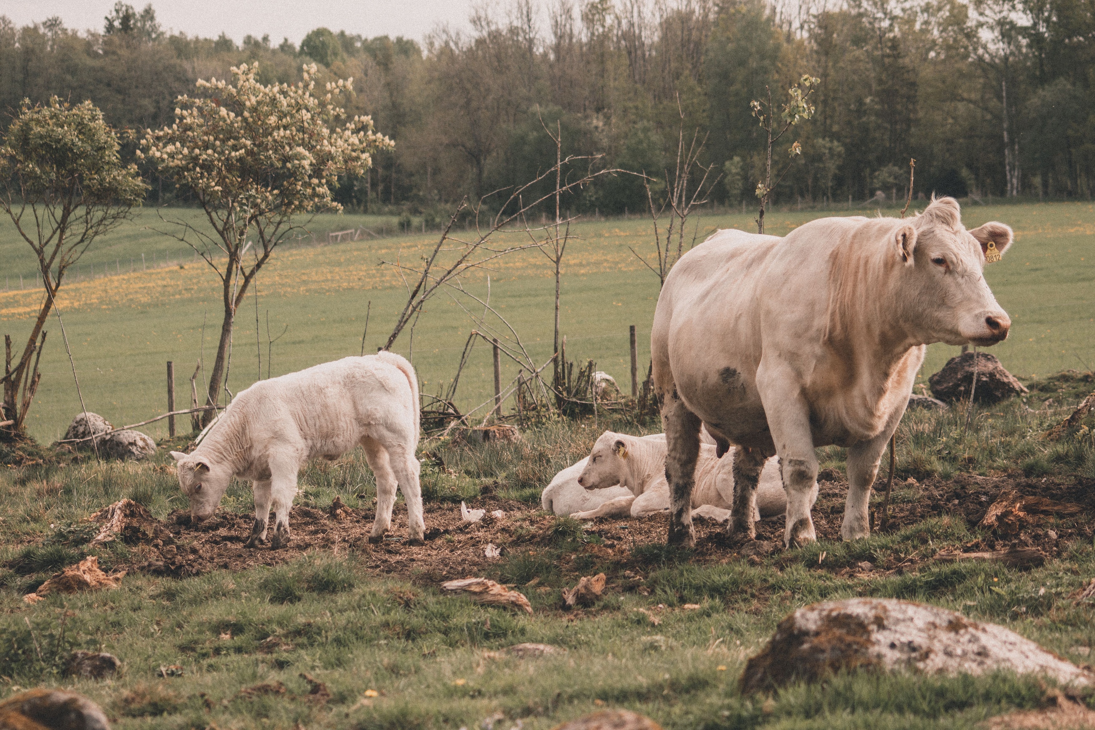 Farm animals at von Trapp Family Lodge and Resort