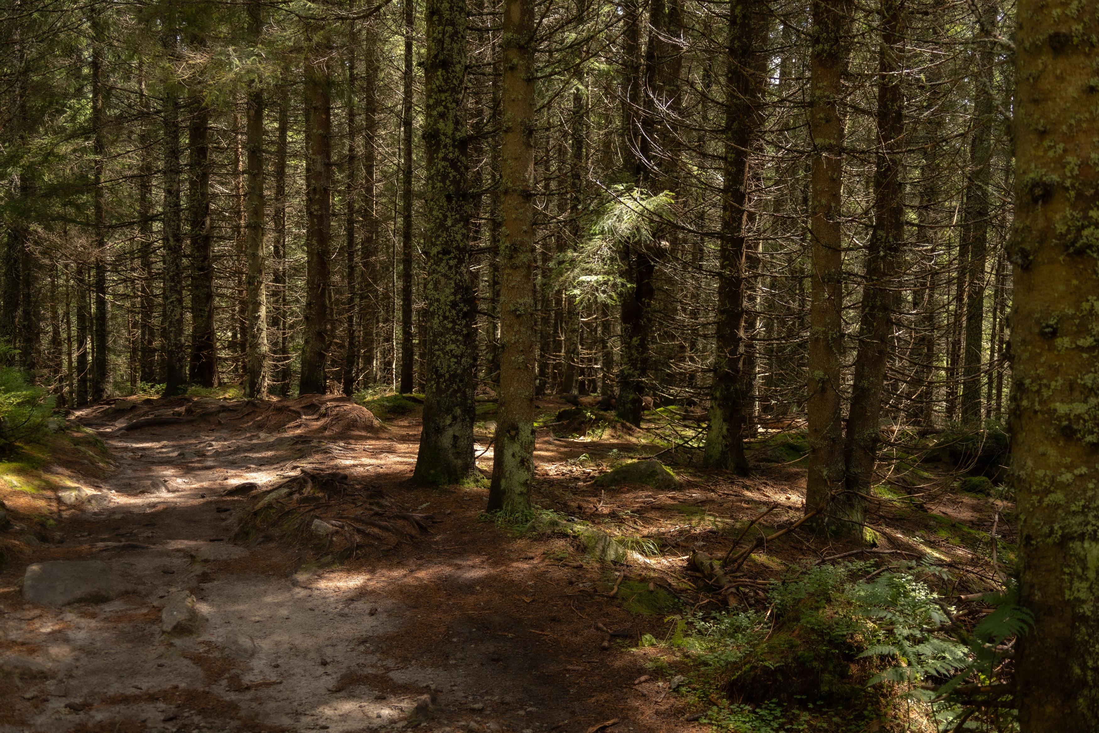 Forest trails at von Trapp Family Lodge and Resort