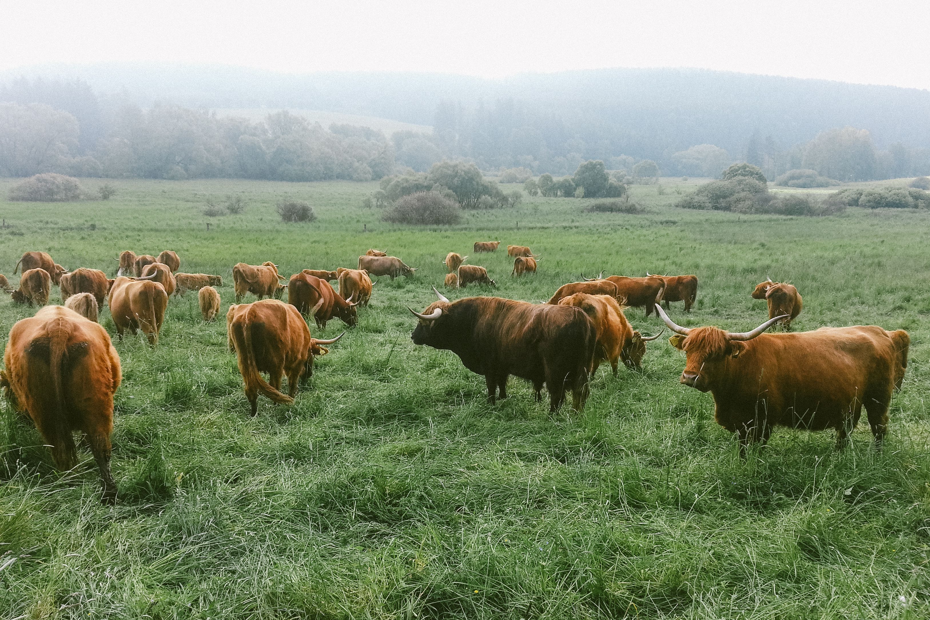 Scottish Highland cattle at von Trapp Family Lodge and Resort
